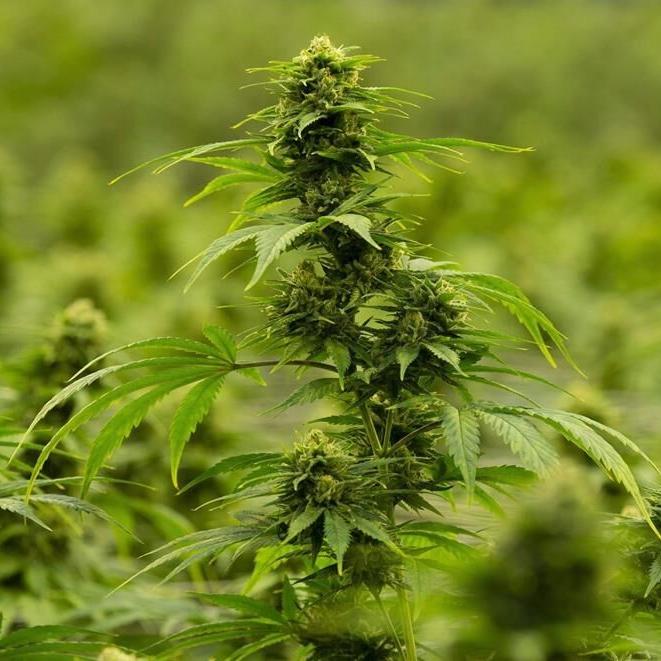 Cannabis 'price war' could cause 'significant' damage to industry: HEXO CEO